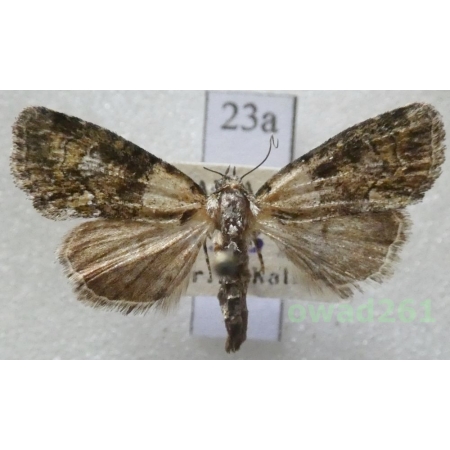 Cryphia receptricula (Hübner, 1803) Slovakia23a